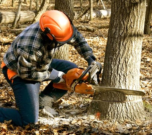 Tree Removal in Bowdoinham, ME